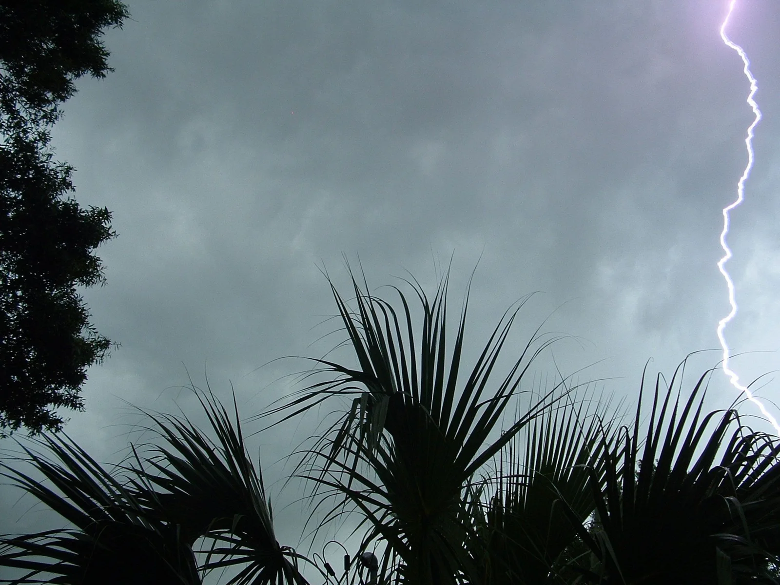 A bright lightning bolt cuts through gray storm clouds above silhouetted palm trees.